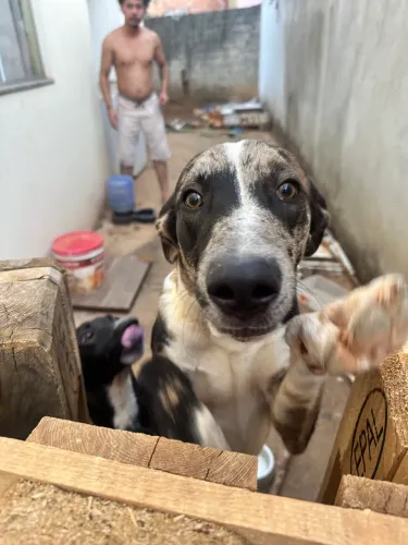 Cachorro macho grande porte 