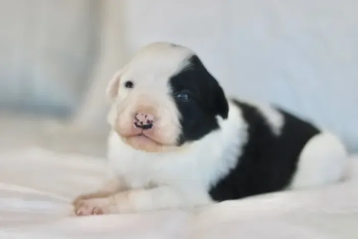 Filhotes de Border Collie | Filhotes de cachorro adoram brincar sem parar.