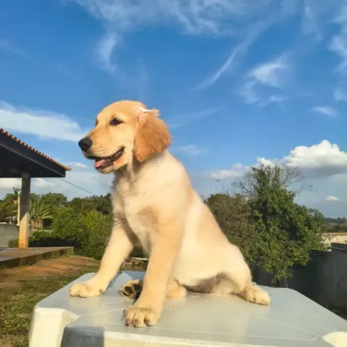 Fêmeas Golden Retriever com todas as vacinas importada dada 