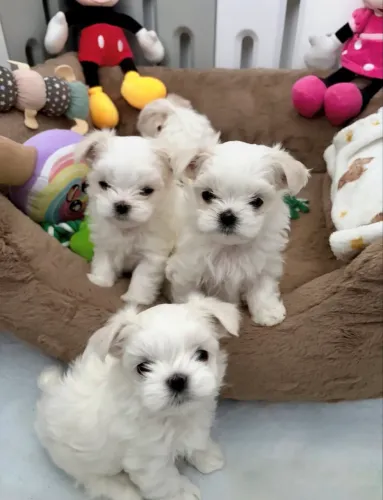 Maltês mini Filhotinhos meninos e meninas pronta entrega