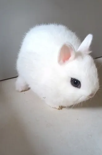 Coelhos