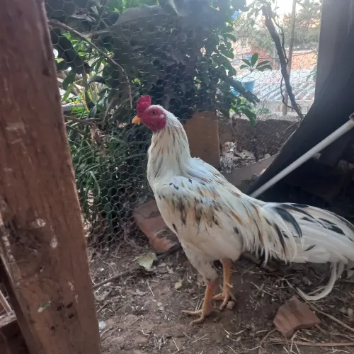 Galo caipira
