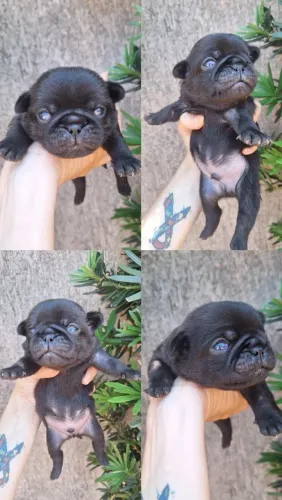Pug