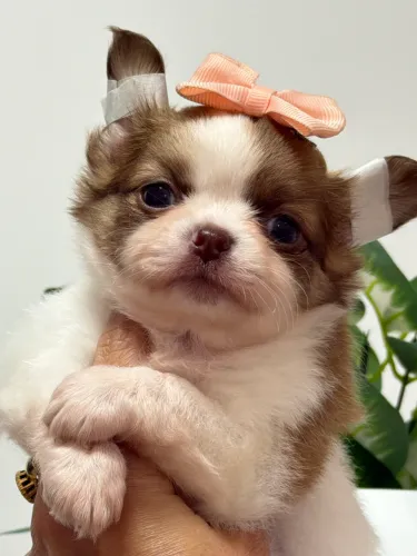 Chihuahua nariz de cor clara 