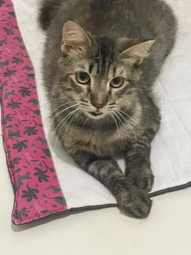 MADALENA PARA ADOÇAO 