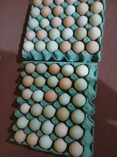Ovos caipira direto da roça