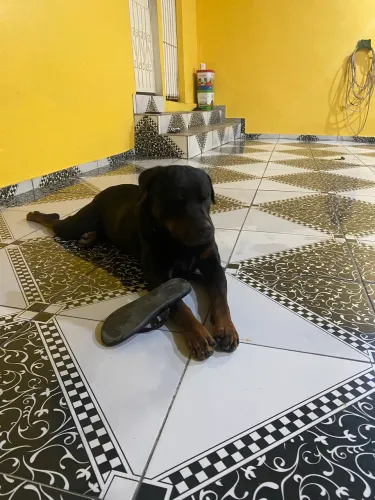 Rottweiler doação 