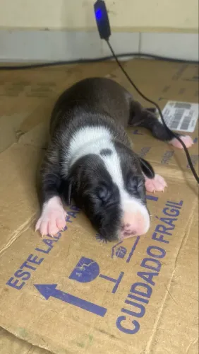 FILHOTES DE PITBULL COM AMERICAN BULLY