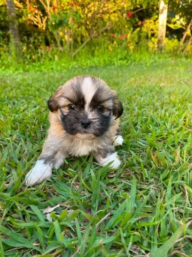 Filhote Lhasa Apso Fêmea