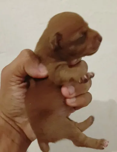 Pinscher miniaturas