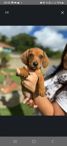Lindo filhote de basset dourado macho