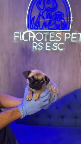 Pug pequeno bem fofo, também temos fêmeas