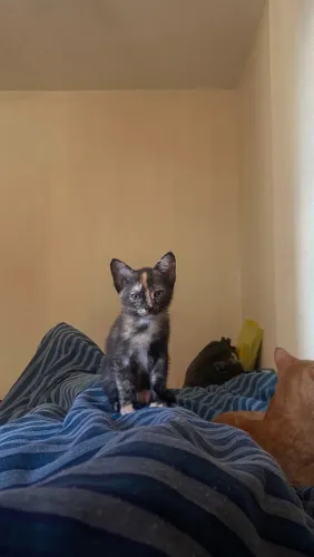 Doação de gatinhos 