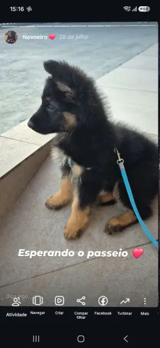 Pastor alemão macho pelo longo
