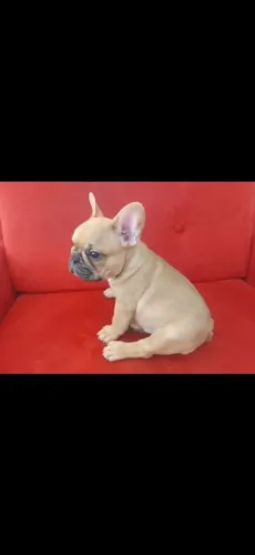 Bulldog francês