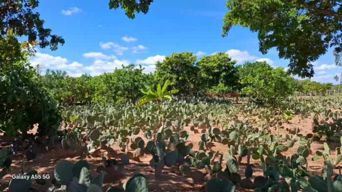 FAZENDA ESPETACULAR COMPLETA 350 TAREFAS