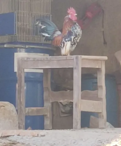 Pintinhos de serama.