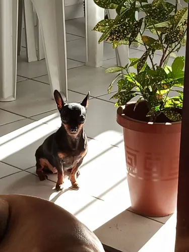 Cachorro