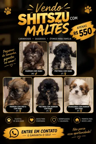 Shitszu com maltês 