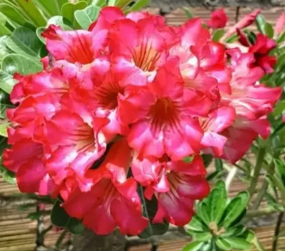 Rosa do deserto buque