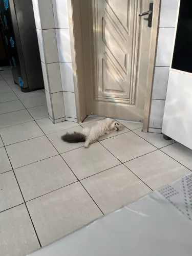 Gato Persa procura se namorada para cruzar