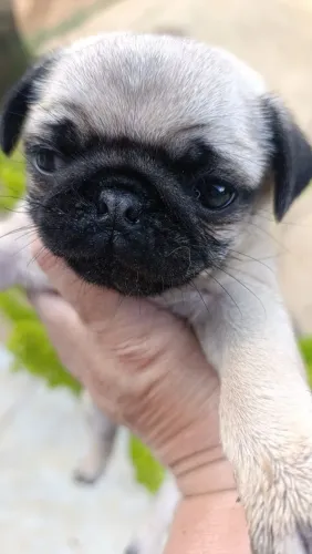 Lindos bbs pug