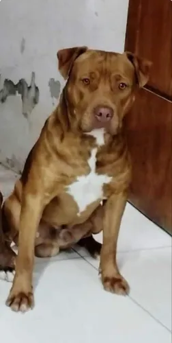ADOÇÃO RESPONSÁVEL PITBULL PURO. 