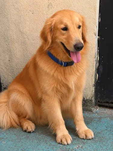 Golden macho para cruza