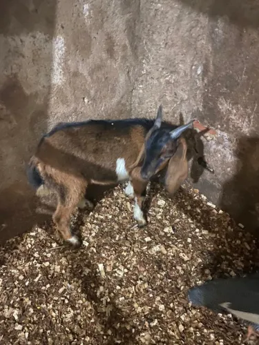 Cabrito bode e cabras