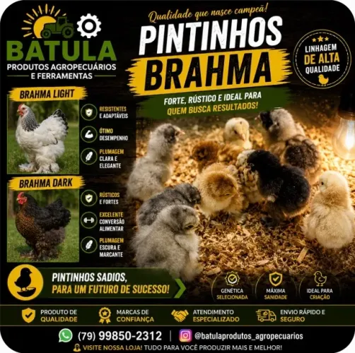 Pintinhos de galinha Brahma