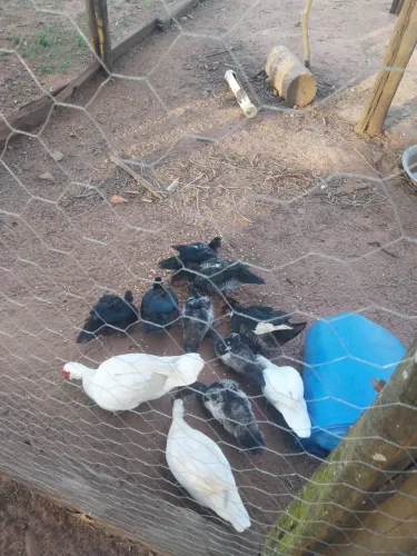 Patos avenda