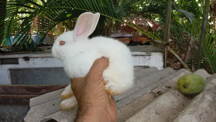 Filhote de Coelho a Raça Nova Zelândia