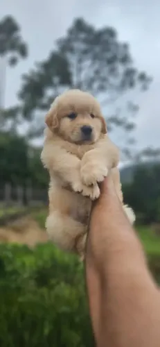 Golden Retriever Microchip e Pedigree