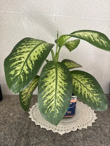 Plantas
