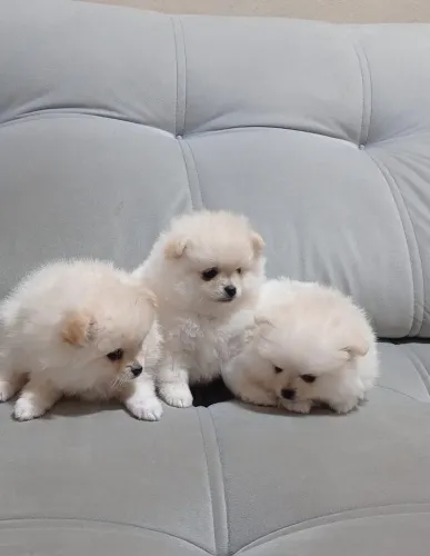 Filhotes Lulu da Pomerânea (Macho e Fêmeas)