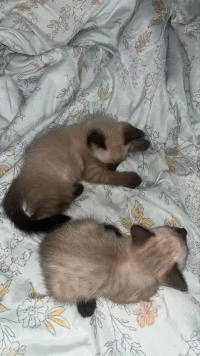 Doação de gatinhos fofos