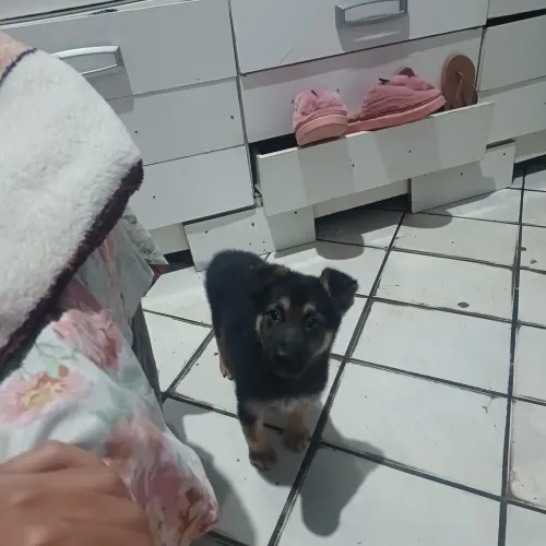 Cachorro macho pastor alemão