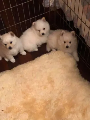 Filhotes de Spitz Alemão | Carinho para todos os dias.