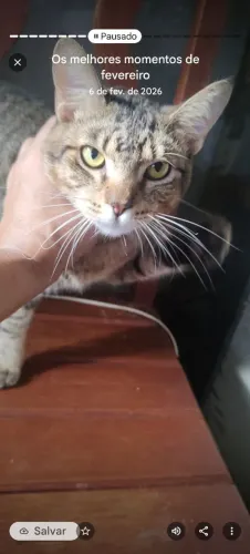 Doação de gato adulto