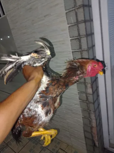 Vendo esse galo pra hj de raça original, filhote ainda