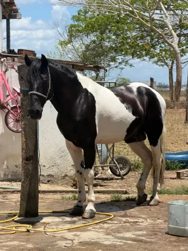 Cavalo pampa de preto 