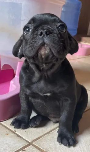 Bulldog francês 