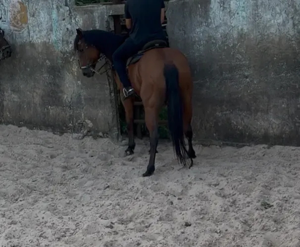 Cavalo vaquejada
