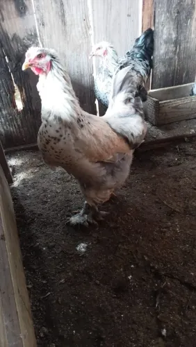 Galos bramas