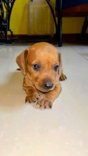 Filhotes de linguicinha Dachshund 