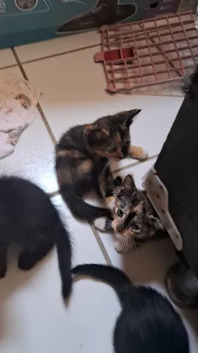 Doação de gatinhos