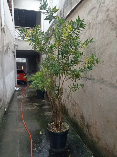 Plantas