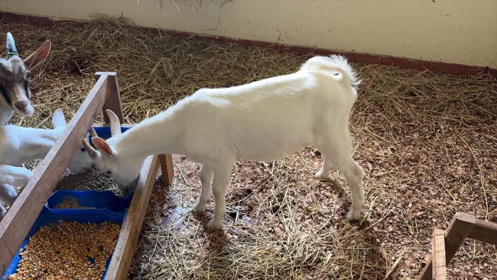 Cabrito
