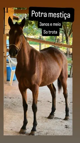Potra mestiça 