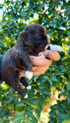 Shihtzu macho chocolate